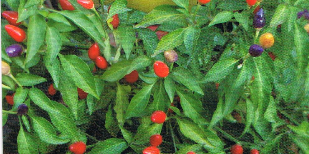 PEPERONCINO SERRANO CHYLI PICCANTE NR.200 SEMI